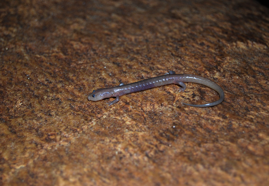 Adult Grotto Salamander